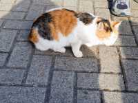 上海秋日出遊優選地