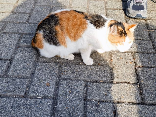 上海秋日出遊優選地 上海秋日出遊優選地