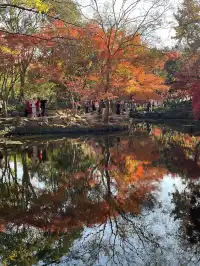 12月3日實況無濾鏡,秋意濃時楓葉紅