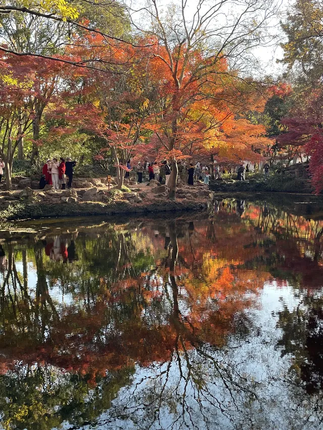 12月3日實況無濾鏡,秋意濃時楓葉紅 12月3日實況無濾鏡,秋意濃時楓葉紅