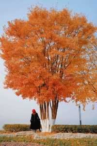 武漢東湖最美步道!!封神了好嘛!!巨美