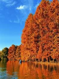 上海版“阿勒泰”|水杉林美到窒息