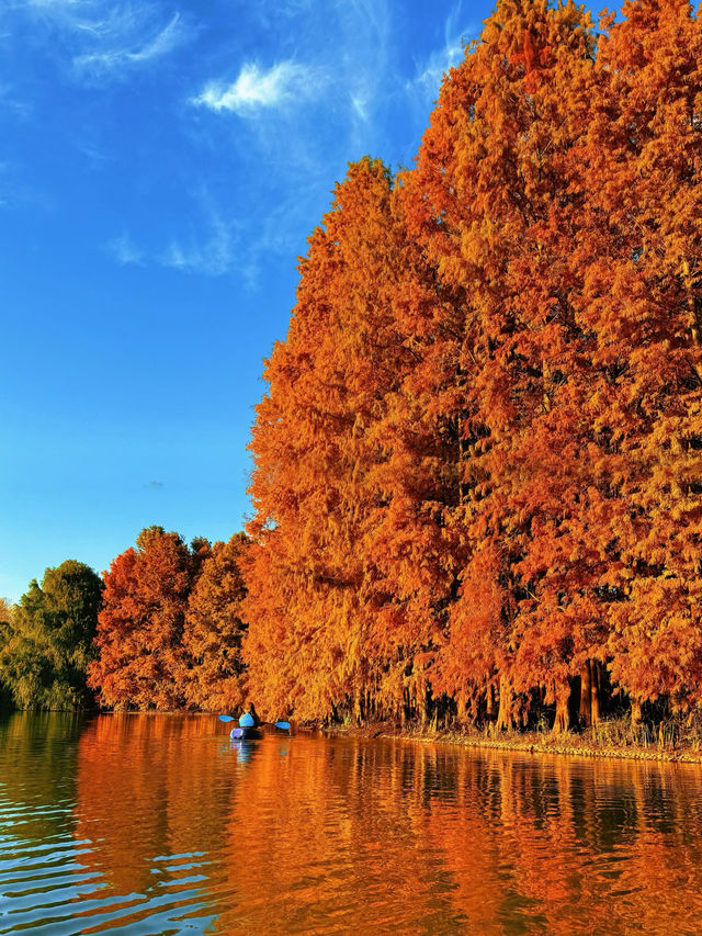 上海版“阿勒泰”|水杉林美到窒息 上海版“阿勒泰”|水杉林美到窒息
