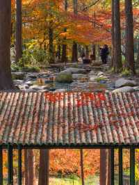 上海賞秋天花板!共青森林公園保姆級機位+路線圖,錯過等一年!