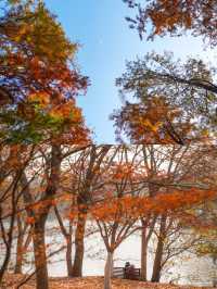 上海賞秋天花板!共青森林公園保姆級機位+路線圖,錯過等一年!