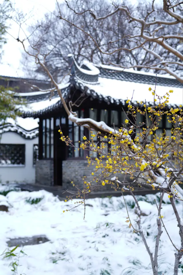 Snow falls all over the city, a rare encounter with Huai Min｜Yangzhou Shigongci Wintersweet