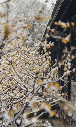 ใครจะเข้าใจ! หลังหิมะละลาย ดอกบ๊วยในพระราชวังฤดูร้อนก็กลายเป็นภาพวาดสีน้ำไปเสียแล้ว