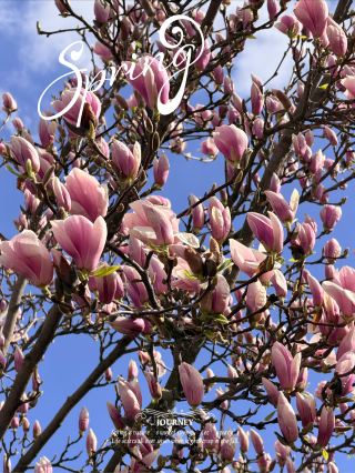 My magnolias are in full bloom! A guide to spring magnolia viewing in Germany