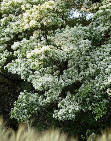 百年流蘇の古木が白い花を咲かせ、まるで四月の雪のように舞う | Trip
