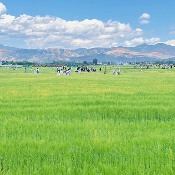 喜洲麦田咖啡(洲咖啡) 参考图 5