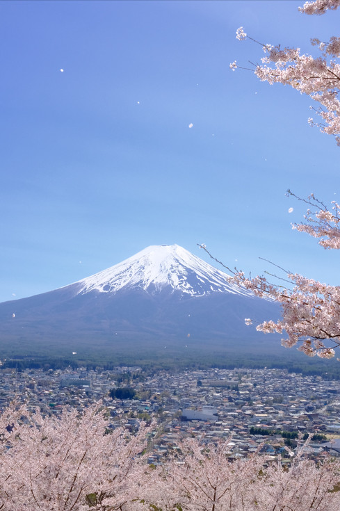 富士山の桜｜新倉山浅間公園で春のひとときを | Trip.com 富士吉田