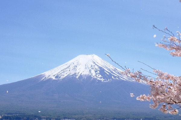 富士山の桜｜新倉山浅間公園で春のひとときを | Trip.com 富士吉田