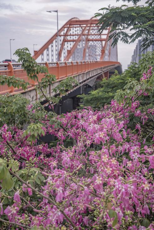Great spot for spring outings, flower viewing, and taking kids out