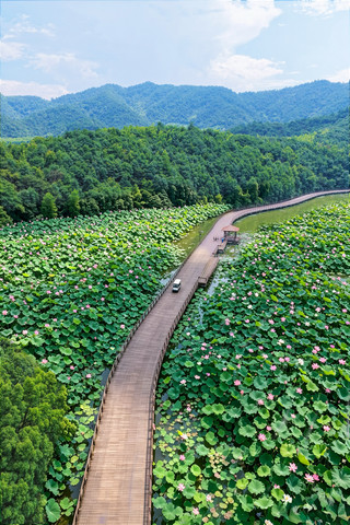 I thought it was a painting by Monet, but it turned out to be a summer in Ningbo!