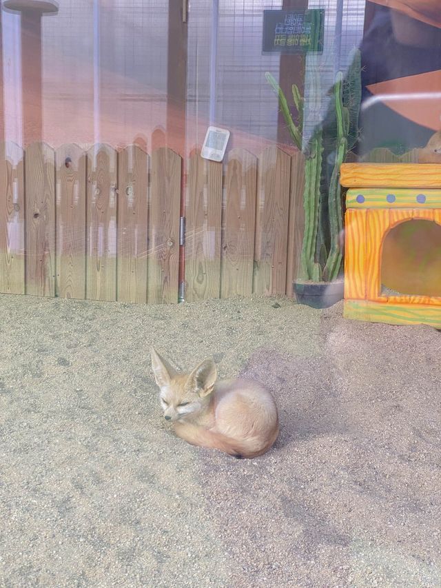 홍천 여행 코스 📍알파카월드 🦙