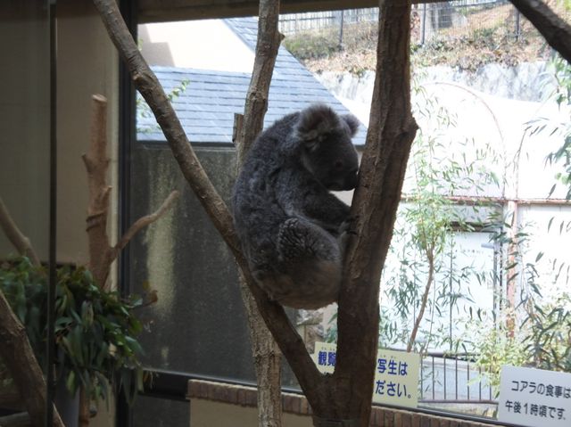 【神戸市立王子動物園】上野動物園並みの大充実