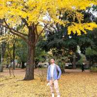 ใบไม้เปลี่ยนสีที่โตเกียว...Ueno Park