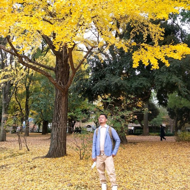 ใบไม้เปลี่ยนสีที่โตเกียว...Ueno Park