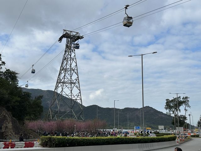 本地遊 | 東涌 | 捉緊櫻花園廣州櫻的尾巴