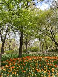 서울숲 튤립축제🌷 지금이 절정!💕