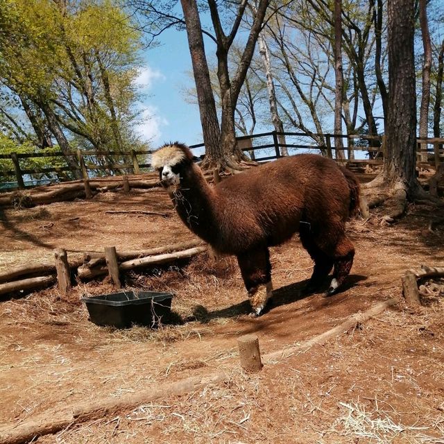 【長野・八ケ岳アルパカ牧場】予想外に癒やされます