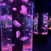 夢幻般的水母之旅
