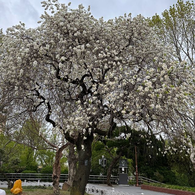 釜山塔下的白櫻花🌸🥰