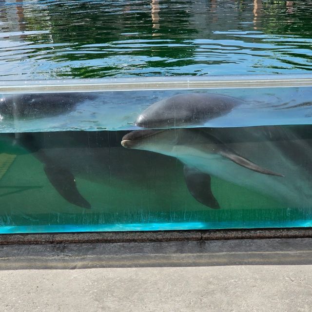  八景島Seaparadise🐬💦
