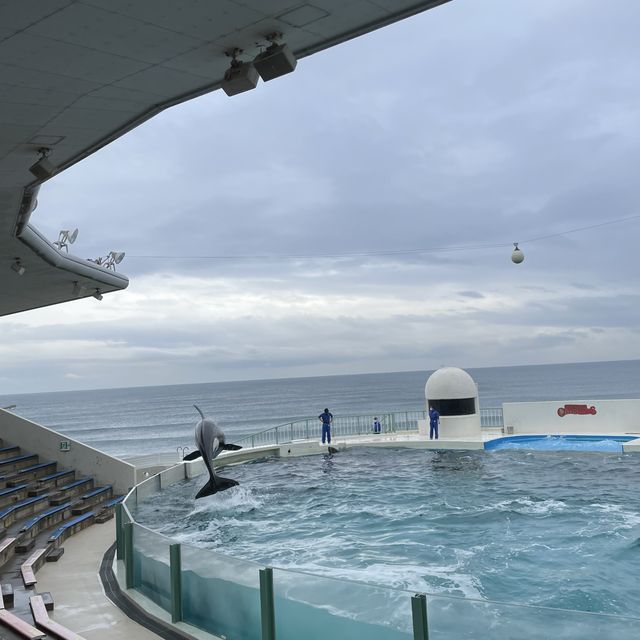 【千葉県】日本ではわずか2カ所のみ！鴨川シーワールドでシャチと対面！