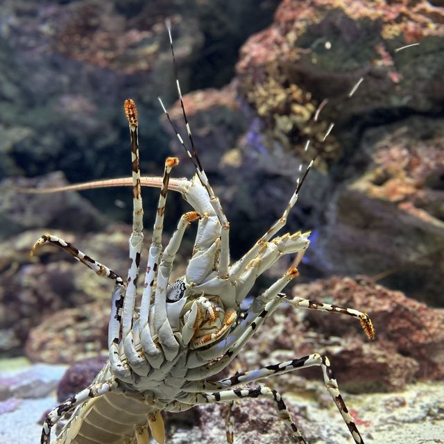 「沉浸於奇幻海洋世界——沖繩美麗海水族館」