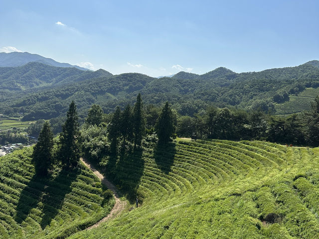 녹차밭 인생샷✨을 건질수있는 전망대 