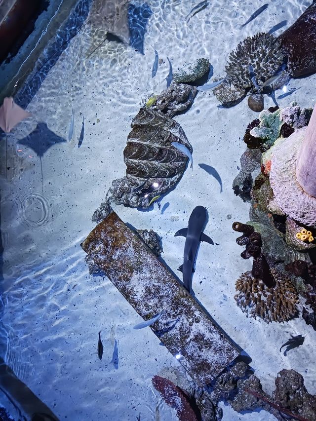 SEA LIFE Arizona Aquarium 🦈✨