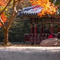 Beautiful Autumn View Of Naejangsan Mountain 