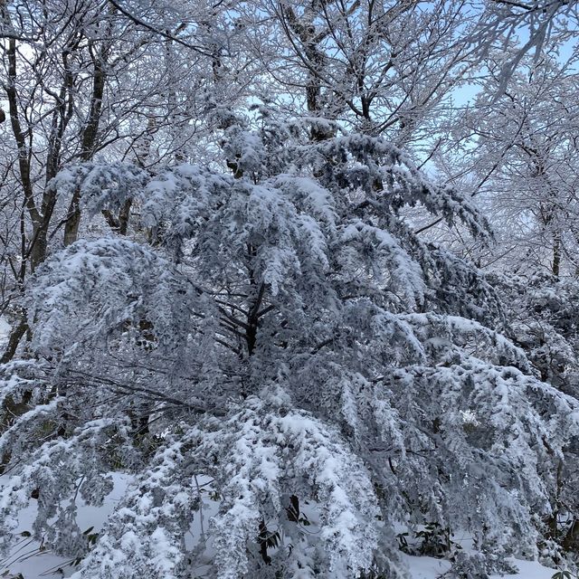 제주도 한라산 백록담 눈쌓인 설산 보고왔어요