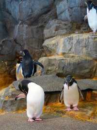 【全方位環繞主水槽的水族館】