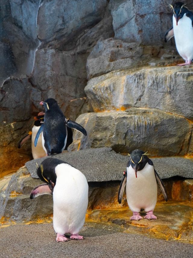 【全方位環繞主水槽的水族館】