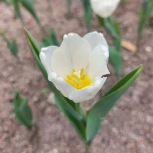 欣賞浪漫鬱金香花海