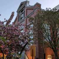 造幣局桜の通り抜け、桜は既に散り始め、有終の美