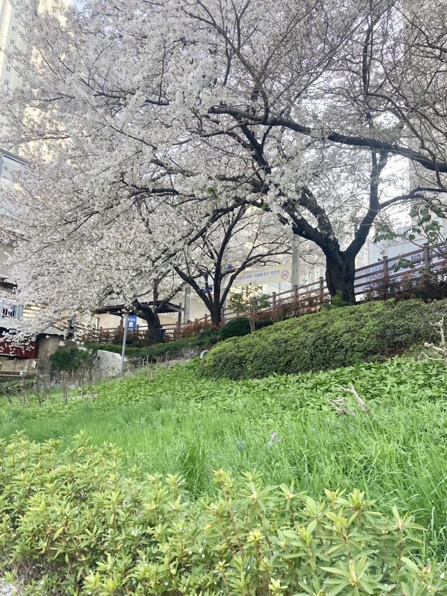꽃이 가득한 부산 온천천