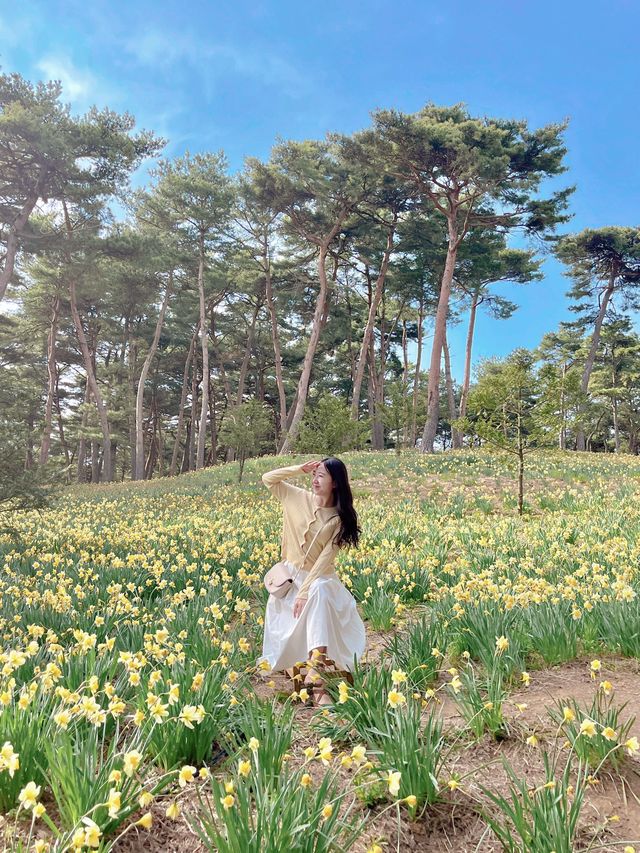 💛서산 유기방가옥 수선화💛