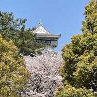 小倉城的櫻花、旦過市場