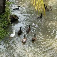 ดิ โอโซน คาเฟ่คลายร้อน ที่บางกระเจ้า