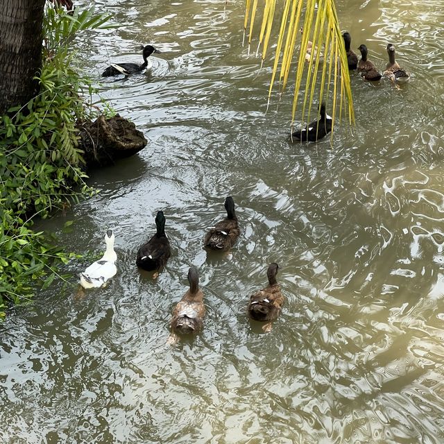 ดิ โอโซน คาเฟ่คลายร้อน ที่บางกระเจ้า