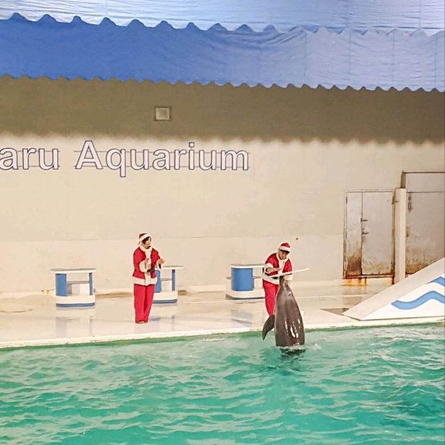 ชมความน่ารักของพาเหรดเพนกวิน ที่ Otaru Aquarium