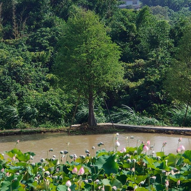 三芝-李厝口冰涼溪水