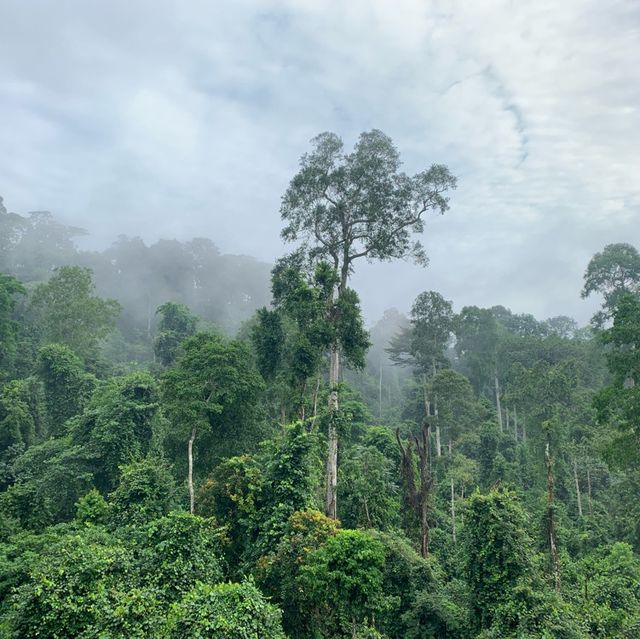 Ghanaian Gem 💎🇬🇭 | Kakum National Park 😍