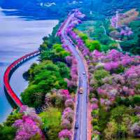 This isn’t Japan’s Sakura. It’s Liuzhou,China