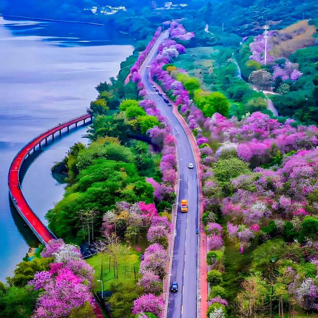 This isn’t Japan’s Sakura. It’s Liuzhou,China