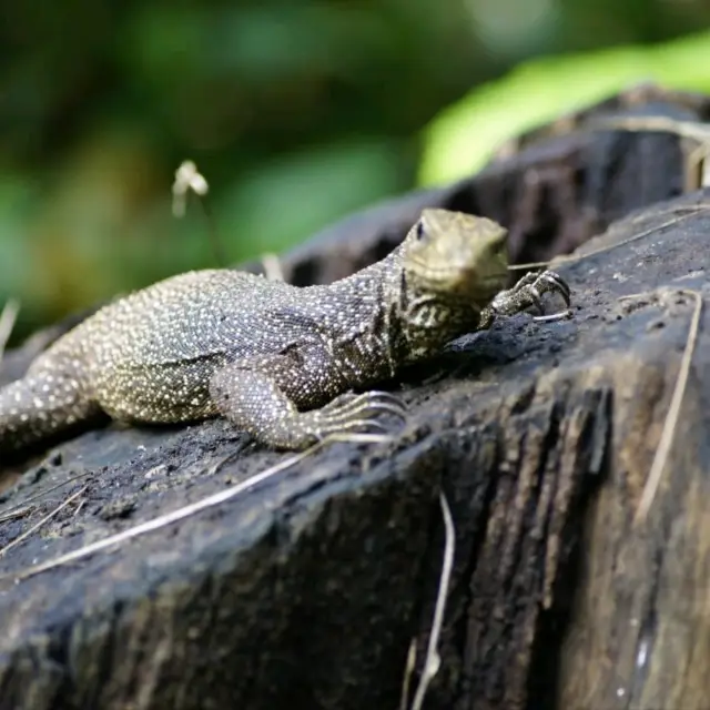 Wildlife at Sungei Buloh