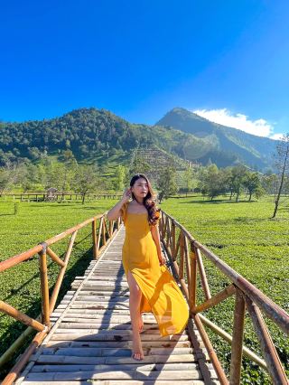 Tambi Tea Plantation Wonosobo  
